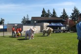 LionDance2.jpg